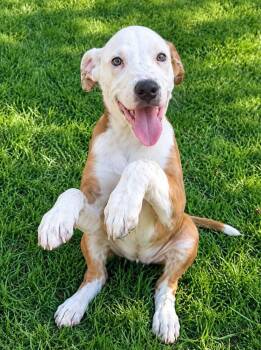 Gator -  Terrier Dog for Adoption in Colorado Springs, Colorado - Gator | PetCurious