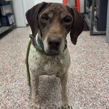Porridge -  Mixed Breed and Pointer Dog for Adoption in Salt Lake City, Utah - Porridge | PetCurious