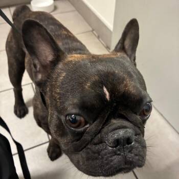 Henri -  French Bulldog Dog for Adoption in Philadelphia, Pennsylvania - Henri | PetCurious