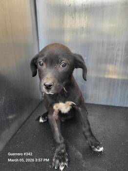 Terrier Dogs Available for Adoption - BABY N | PetCurious