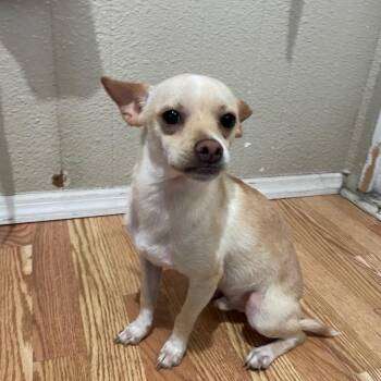 Yucca -  Chihuahua Dog for Adoption in East St. Louis, Illinois - Yucca | PetCurious