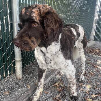 OCHIE -  Labradoodle Dog for Adoption in Spokane Valley, Washington - OCHIE | PetCurious