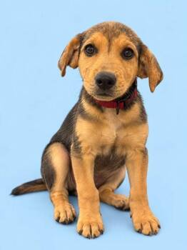 Maisie -  Labrador Retriever and Mixed Breed Dog for Adoption in Bowling Green, Kentucky - Maisie | PetCurious