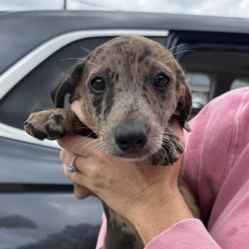 Jean Gray -  Mixed Breed Dog for Adoption in Columbia, South Carolina - Jean Gray | PetCurious