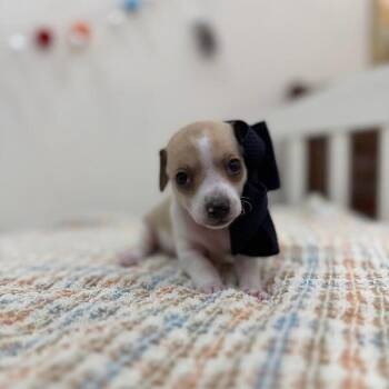 Chihuahua and Terrier Dogs Available for Adoption in Friendswood, Texas - Peanut Polly Pocket | PetCurious