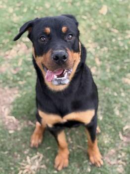 Rottweiler Dogs Available for Adoption in Deering, New Hampshire - Chop | PetCurious