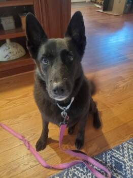 Shadow 7555 -  German Shepherd Dog Dog for Adoption in Centreville, Virginia - Shadow 7555 | PetCurious