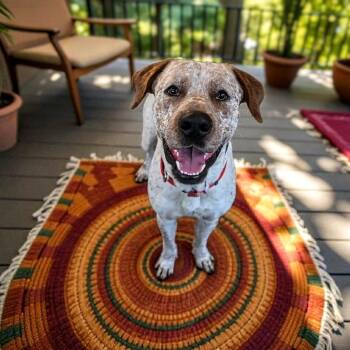Rescue Labrador Retriever and Cattle Dog Dogs for Adoption in Springfield, Missouri - Gazpacho | PetCurious