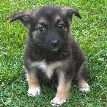 Ruby -  Shepherd and Husky Dog for Adoption in King City, Ontario - Ruby | PetCurious