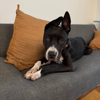 Rescue Pit Bull Terrier Dogs for Adoption in New York, New York - Scarlett | PetCurious