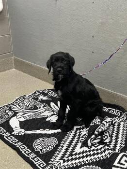 PONGO -  Schnauzer Dog for Adoption in Las Vegas, Nevada - PONGO | PetCurious