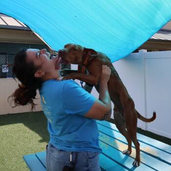 Brisket -  Rhodesian Ridgeback and Mixed Breed Dog for Adoption in Lakeland, Florida - Brisket | PetCurious