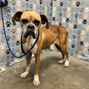 Boxer Dogs Available for Adoption in Rosenberg, Texas - DOLLY | PetCurious