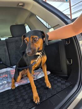 Walenda -  Dachshund Dog for Adoption - Walenda | PetCurious
