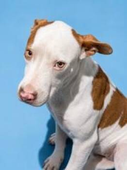 BUBBA HERCULES -  Mixed Breed Dog for Adoption in Jacksonville, Florida - BUBBA HERCULES | PetCurious