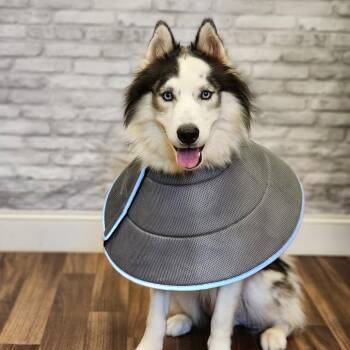 Yogi -  Siberian Husky and Mixed Breed Dog for Adoption in Montgomery, Alabama - Yogi | PetCurious