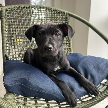 Mixed Breed Dogs Available for Adoption in Homewood, Illinois - Esme | PetCurious