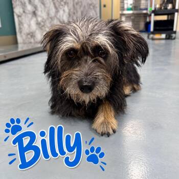 Billy -  Terrier Dog for Adoption in Truth Or Consequences, New Mexico - Billy | PetCurious