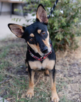 Alfie -  Doberman Pinscher and Chihuahua Dog for Adoption in Pflugerville, Texas - Alfie | PetCurious