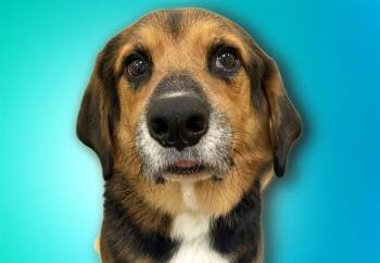 HENNY -  German Shepherd Dog and Mixed Breed Dog for Adoption in Fort Lauderdale, Florida - HENNY | PetCurious