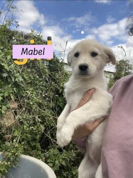Golden Retriever and Husky Dogs Available for Adoption - Mabel (Harlingen Pups) | PetCurious