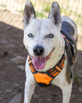 Rescue Mixed Breed Dogs for Adoption in Leander, Texas - Ivory | PetCurious