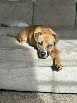 Boxer and Mixed Breed Dogs Available for Adoption in Akron, Ohio - Matcha | PetCurious