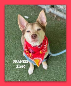 FRANKIE -  Chihuahua Dog for Adoption in Marietta, Georgia - FRANKIE | PetCurious