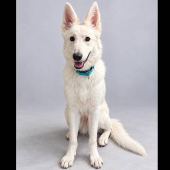 Ledger -  White German Shepherd Dog for Adoption in Phoenix, Arizona - Ledger | PetCurious