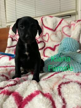 Labrador Retriever Dogs Available for Adoption in Pomfret, Connecticut - KIANA | PetCurious