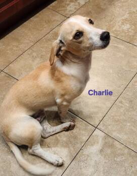 Charlie the Peanut -  Chihuahua Dog for Adoption in New Port Richey, Florida - Charlie The Peanut | PetCurious