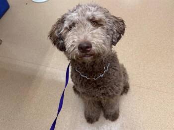 JASPER -  Standard Poodle and Labrador Retriever Dog for Adoption in San Clemente, California - JASPER | PetCurious