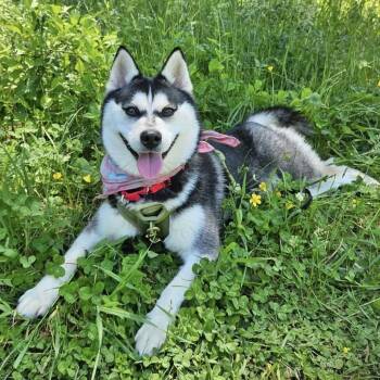 Heidi -  Pomsky Dog Available for Adoption in Medfield, Massachusetts - Heidi | PetCurious
