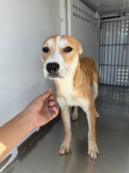 Terrier Dogs Available for Adoption in Stockton, California - LEELA | PetCurious