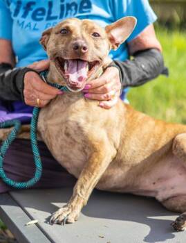 Rador -  Mixed Breed Dog for Adoption in Chamblee, Georgia - Rador | PetCurious