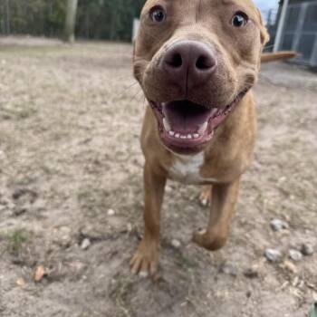 Bruno -  Pit Bull Terrier Dog for Adoption in Maitland, Florida - Bruno | PetCurious