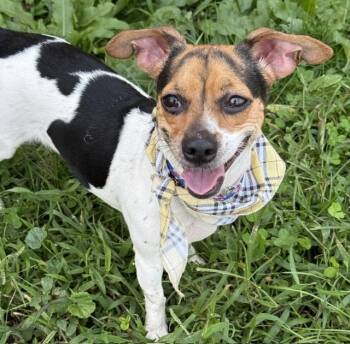 Lilly -  Jack Russell Terrier Dog for Adoption in Long Beach, New York - Lilly | PetCurious