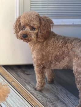 Jumbles -  Poodle Dog for Adoption in Milton, Georgia - Jumbles | PetCurious