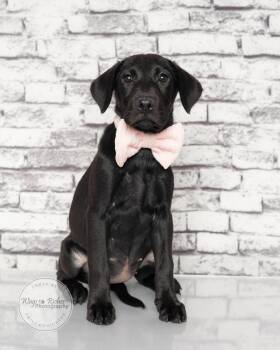 Labrador Retriever and Black Labrador Retriever Dogs Available for Adoption in Tuscaloosa, Alabama - Wendy - Only 10 Weeks Old  | PetCurious