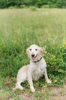 Mango -  Golden Retriever Dog for Adoption in Drumbo, Ontario - Mango | PetCurious