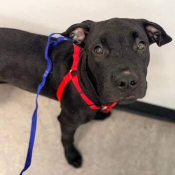 Bat Boy -  Mixed Breed Dog for Adoption in Philadelphia, Pennsylvania - Bat Boy | PetCurious