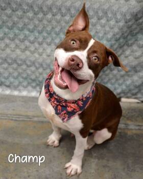 Champ -  Pit Bull Terrier Dog Available for Adoption in Gautier, Mississippi - Champ | PetCurious