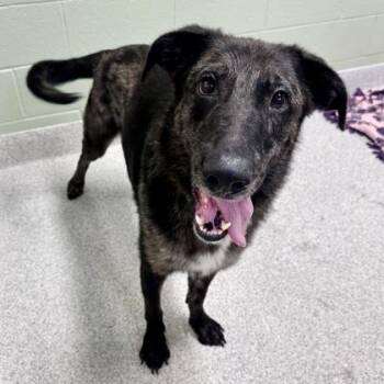 Bowser -  Mixed Breed Dog for Adoption in Lansing, Michigan - Bowser | PetCurious