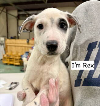 Rescue Mixed Breed Dogs for Adoption in Gilberts, Illinois - REX | PetCurious