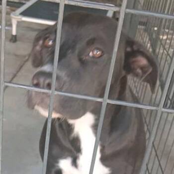 Penny -  Black Labrador Retriever and Mixed Breed Dog for Adoption in Valley, Alabama - Penny | PetCurious