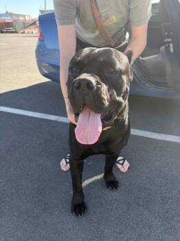 Sultan -  Cane Corso Dog for Adoption in Vallejo, California - Sultan | PetCurious