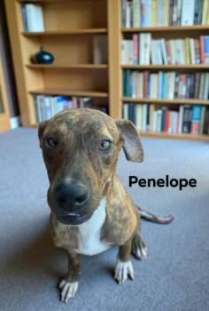 Rescue Mountain Cur Dogs for Adoption in Eloise, Florida - Penelope | PetCurious