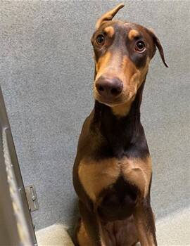 Rescue Doberman Pinscher Dogs for Adoption in Rancho Cucamonga, California - UNKNOWN | PetCurious
