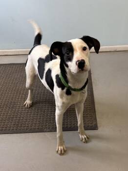 Rescue Mixed Breed Dogs for Adoption in Big Rapids, Michigan - Samyra | PetCurious