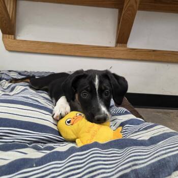 Scrappy -  Mixed Breed Dog for Adoption in Murray, Utah - Scrappy | PetCurious